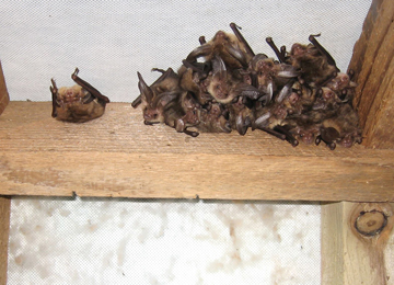 bats