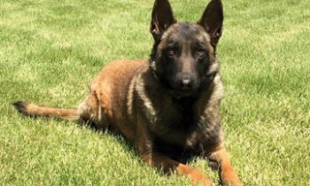 Roles Reversed: K9 Sassy Needs Your Help!