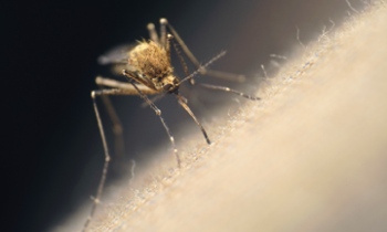 What is the Zika Virus & How to Protect Yourself