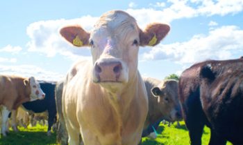 Annual Cattle Feeder Days Workshop