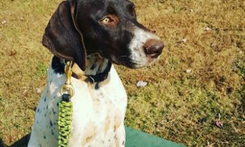 Argonne Post 32 sponsors veteran and service dog