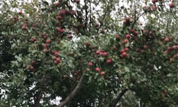 Dayton Avenue Orchard receives a tree makeover