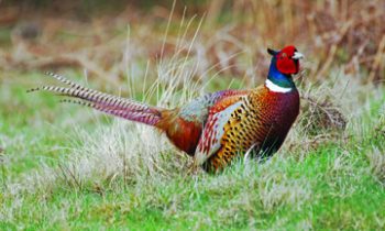 Luverne named host community of 2018  Minn. Governor’s Pheasant Hunting Opener
