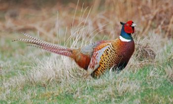 Landowners sought for 2018  Governor’s Pheasant Hunting Opener